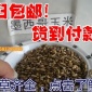 多年生进口墨西哥玉米种子