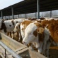 湖南地方有西门塔尔肉牛养殖基地